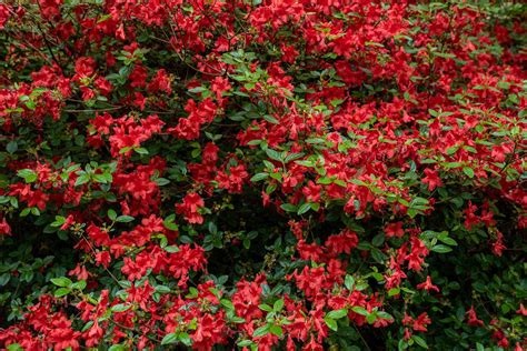13 Best Shrubs for Making Hedges