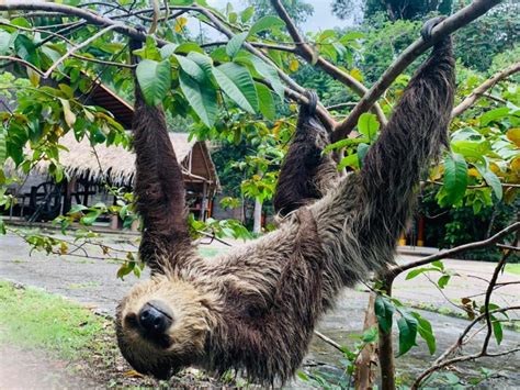 Quanto Custa Visitar O Museu Da Amaz Nia E Quais Os Dias De