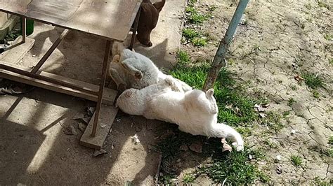 Бойцовые котов. Пёс рефери) - YouTube