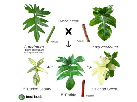 Florida Philodendron In Landscaping