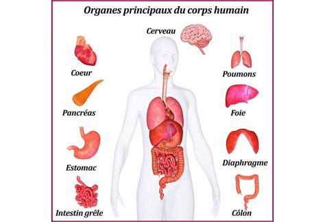 Journal De Montreal Dessin Du Corps Humain Avec Ses Organes