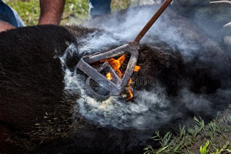 Vaqueiros Que Marcam Uma Vitela Um Ferro De Marcagem Ferro