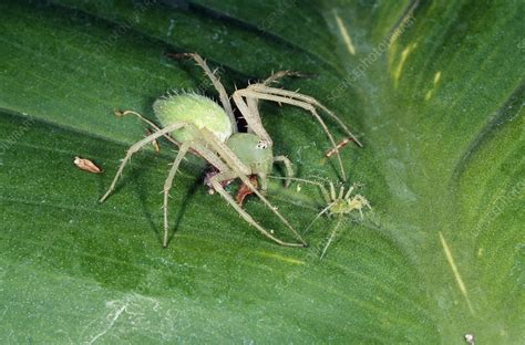 Green Lynx Spider Stock Image Z4300588 Science Photo Library