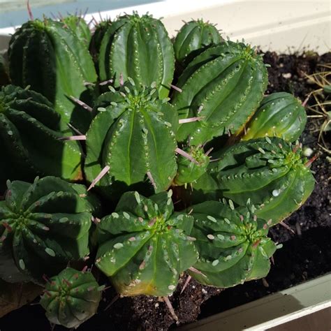 Euphorbia Resinifera Resin Spurge In GardenTags Plant Encyclopedia