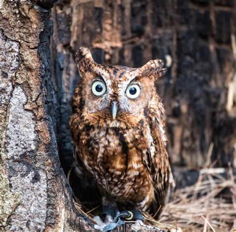 Owls In Ohio Birdwatching Central