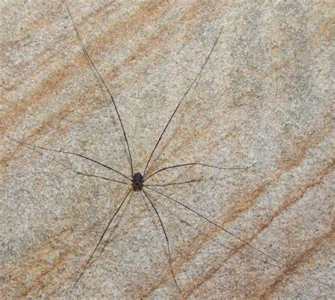 Big Ass Spider Eating Another Big Ass Spider R WTF