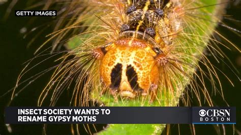 It S An Ethnic Slur Insect Society Wants To Rename Gypsy Moths Youtube