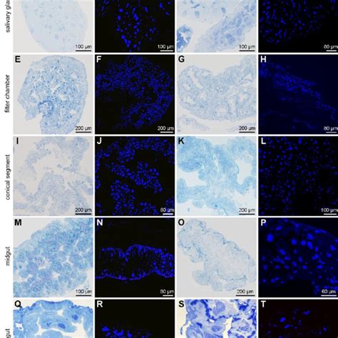 Histological And Fluorescence Microscopy Showing The Distribution Of