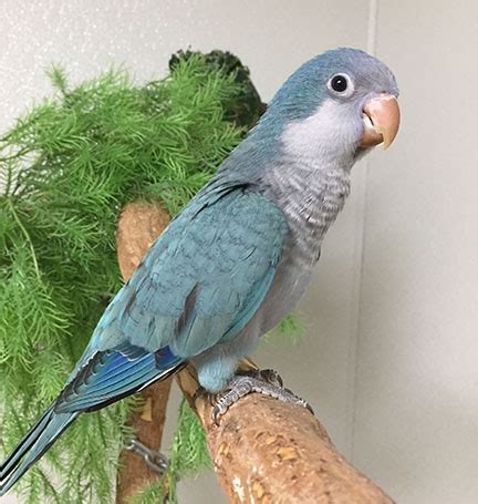 Quaker Parrot Blue Black Dot