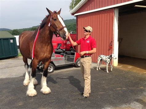 Officials: Budweiser Clydesdales Here to Stay - Horse Racing News ...