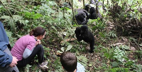 3 Day Bwindi Gorilla Habituation Experience Through Kigali