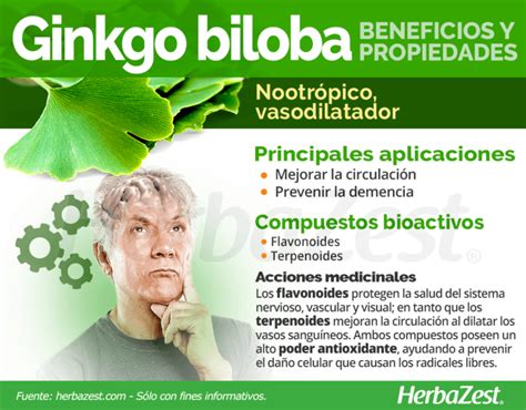 Conoce Las Propiedades Y Beneficios Del Ginkgo Biloba Nutriaventura