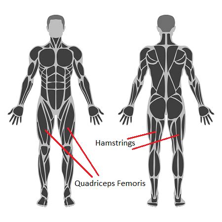 Agonist Vs Antagonist Muscle Definition Contraction Example