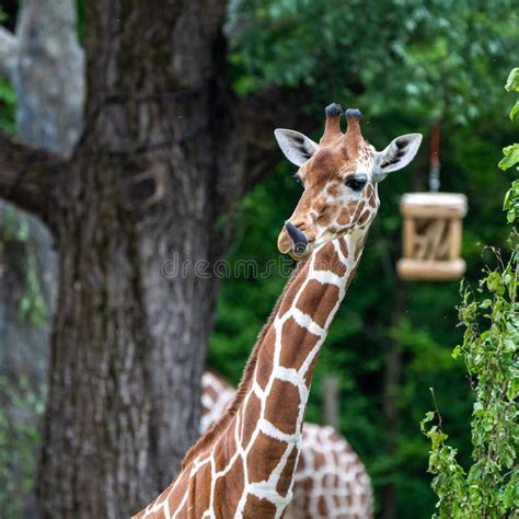 Yrafa Giraffa Camelopardalis Jest Afryka Skim Ssakiem Obraz Stock