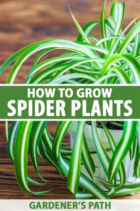 How To Grow And Care For Spider Plants Gardeners Path