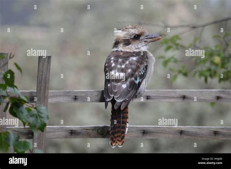 Australian Backyard Birds Hi Res Stock Photography And Images Alamy