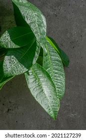 Green Leaves Pachira Aquatica Many Drops Stock Photo