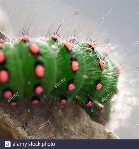 Saturniidae Moth Caterpillar Hi Res Stock Photography And Images Alamy