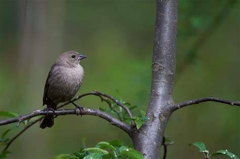 Birds Of New York Orioles Blackbirds Jays And Crows