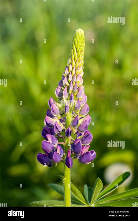 Lupino Morado Fotografías E Imágenes De Alta Resolución Alamy