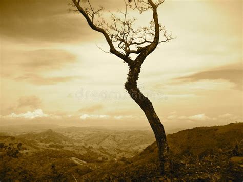 Costa Rica Tree Stock Photo Image Of Clouds Costa Bare 20702246