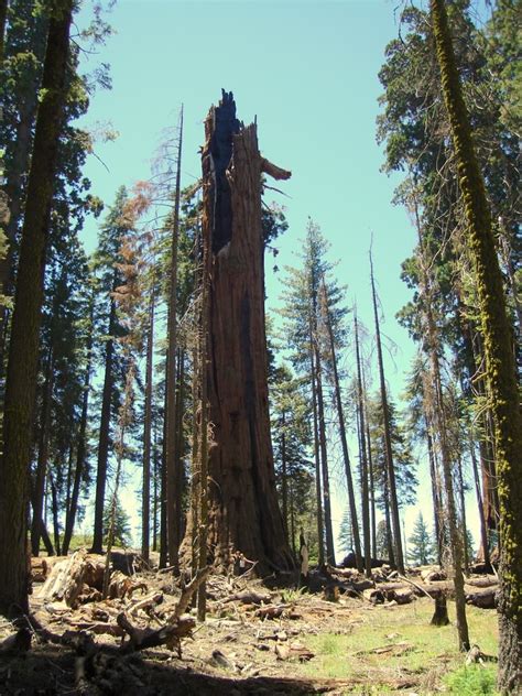 10 Oldest Trees In America Oldest Org