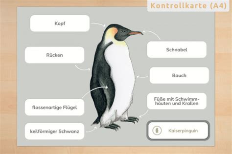 Anatomie Pinguin – Wunderwerkstatt