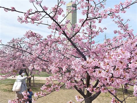 河津桜春告げる 陽光に映え 色鮮やか 宇多津、家族連れら楽しむ ニュース Cool Kagawa 四国新聞社が提供する香川の観光情報サイト