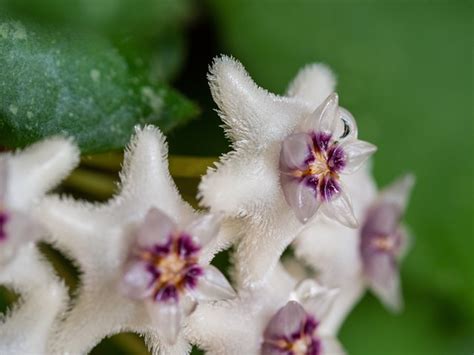 Flor Hoya Forma Foto Gratis En Pixabay Pixabay