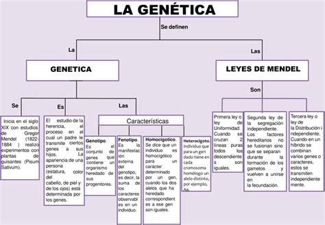 Mapas Conceptuales De La Genética 【descargar】