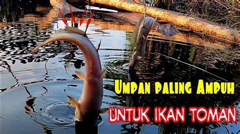 Memancing Pakai Ikan Lele Umpan Paling Ampuh Untuk Toman Youtube