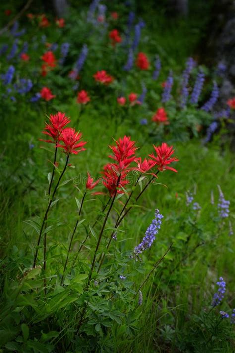 Wildflowers In The Wilderness Stock Photo Image Of White Clouds