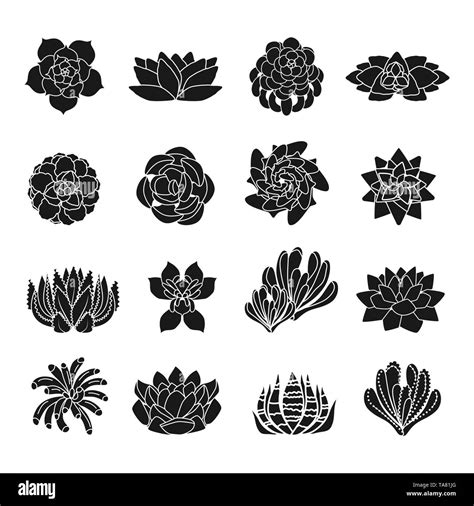 Succulent Icons Set Simple Set Of Succulent Vector Icons For Web