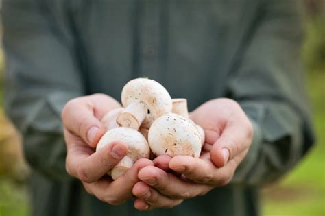 Pilze selber züchten Anleitung für Anfänger Profis