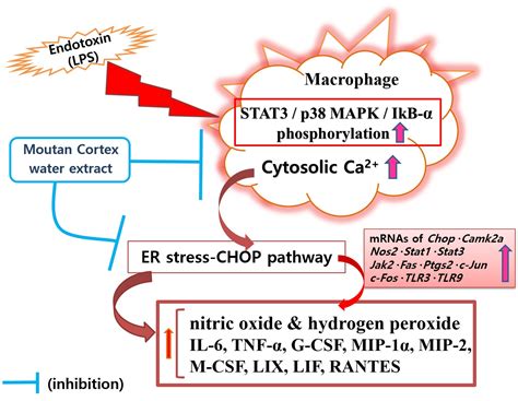 Macrophage Activation Pathway