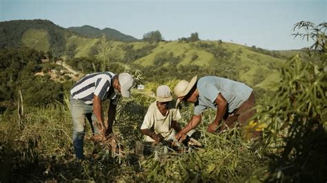 A Comunidade Quilombola Vale Do Ribeira Distribui Alimentos Para Mil