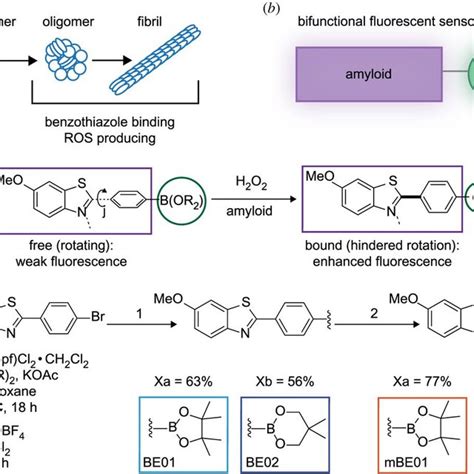 A Protein Misfolding Pathway Of Amyloid Fibril Formation B Concept