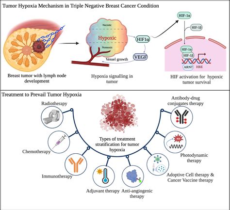 Frontiers Hypoxia Syndicating Triple Negative Breast Cancer Against