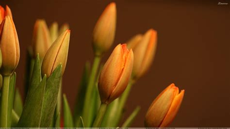 Tulips Flowers Wallpapers Wallpaper Cave