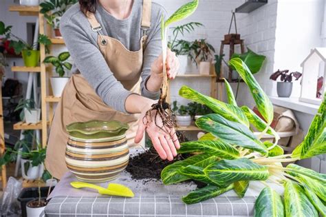 Premium Photo | Repotting a home plant aglaonema into new pot in home ...