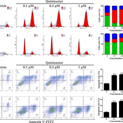 Quisinostat Induces G M Phase Arrest And Apoptosis In Escc Cells A