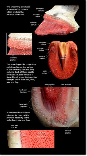 Horse Dental Anatomy