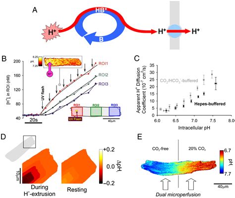 Intracellular Ph Regulation In Heart Journal Of Molecular And