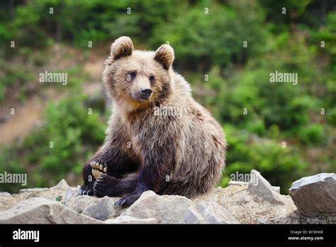 Cute Little Brown Bear Cub On The Edge Of The Forest Stock Photo Alamy