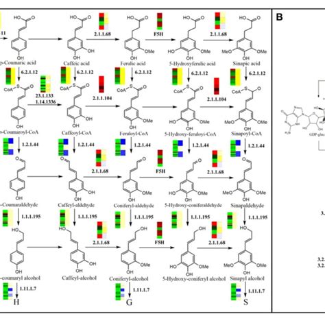 Gene Expression Model For The Lignin And Cellulose Biosynthesis