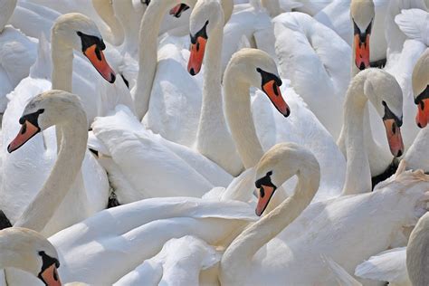 Swans Edinburgh Arthurs - Free photo on Pixabay - Pixabay