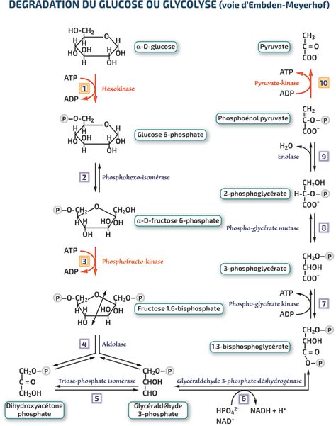 Le M Tabolisme Glycolyse Rn Bio