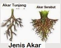 Petak Semai: SISTEM AKAR TUMBUHAN