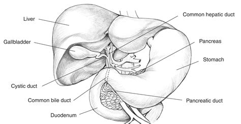 Biliary System With Labels For The Liver Gallbladder Cystic Duct