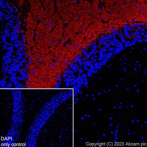 Recombinant Alexa Fluor Anti Myelin Oligodendrocyte Glycoprotein